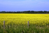 Yellow Fields